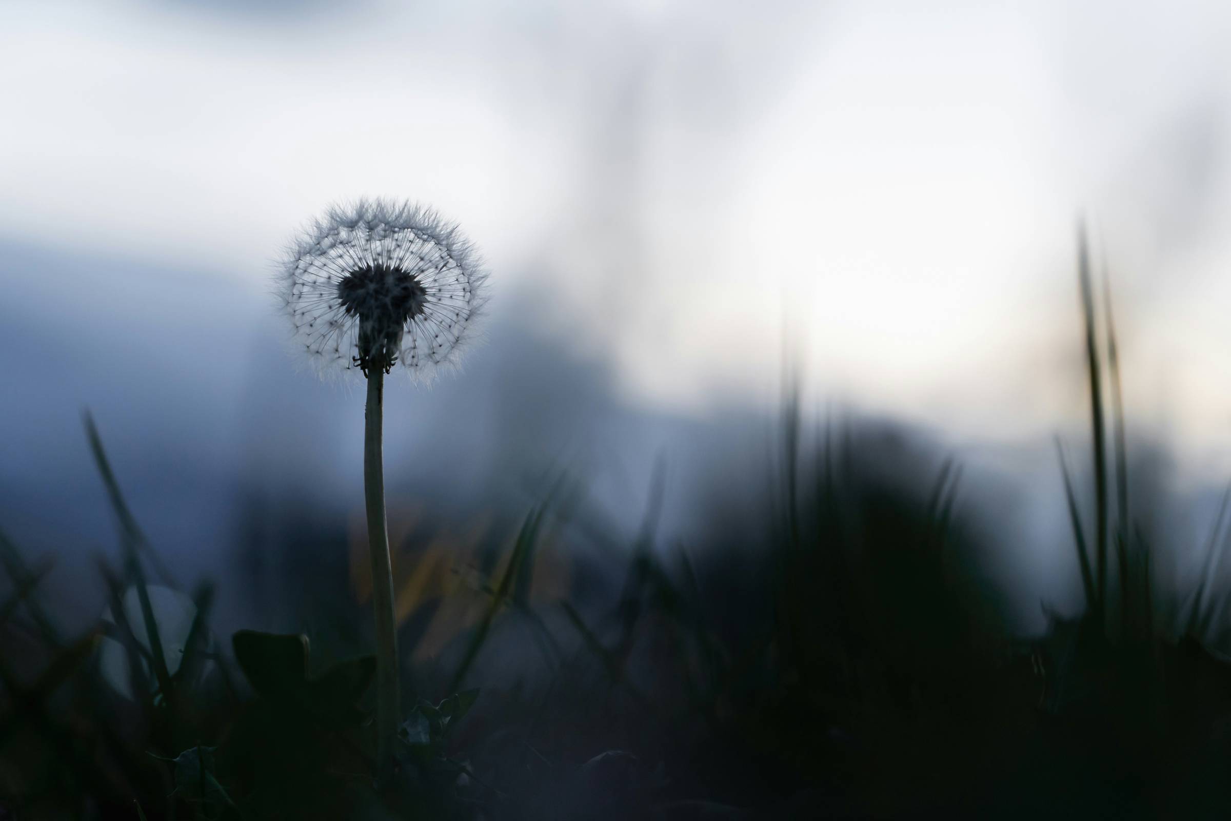 dandelion seedhead