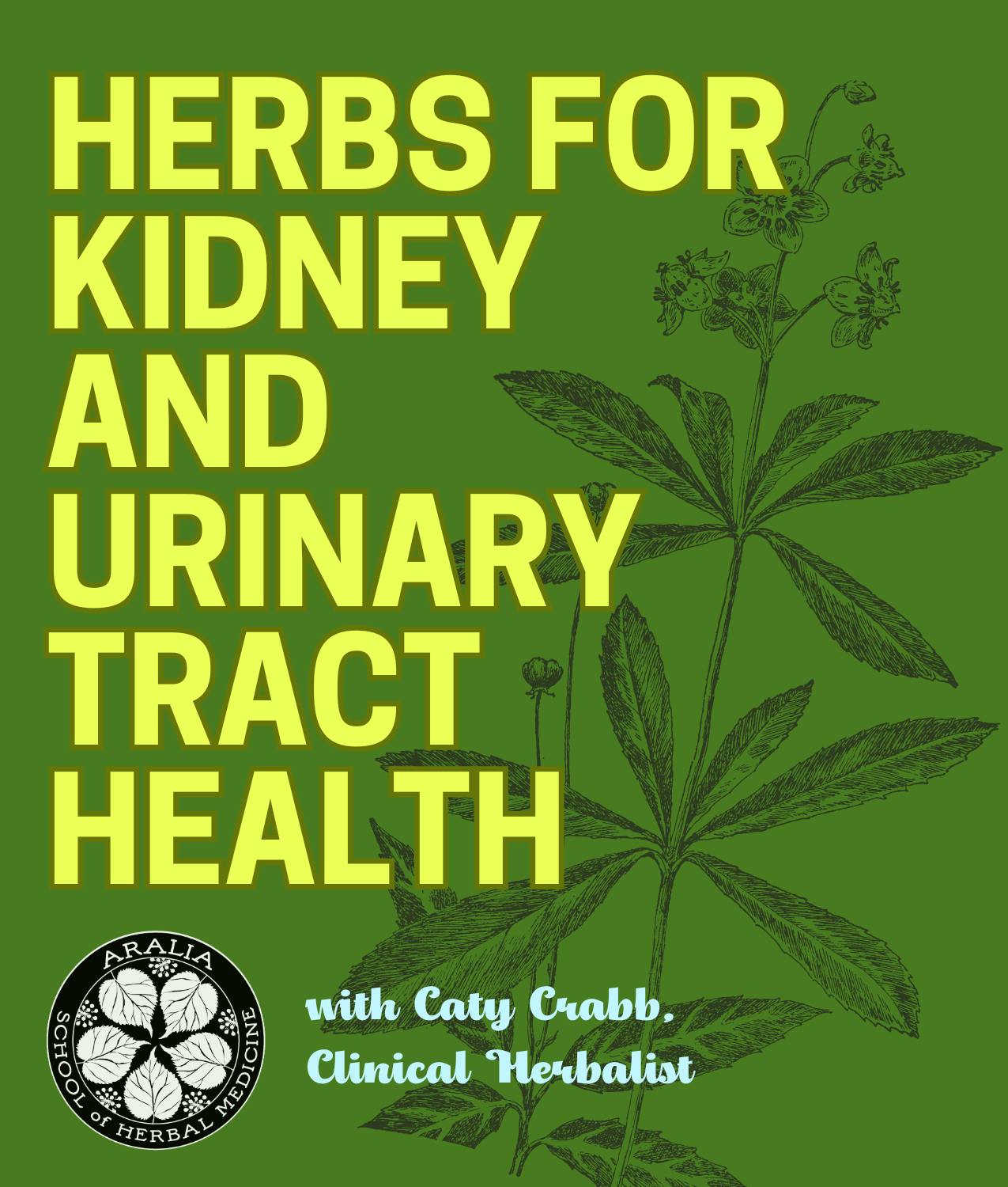 Herbs for Kidney and Urinary Tract Health