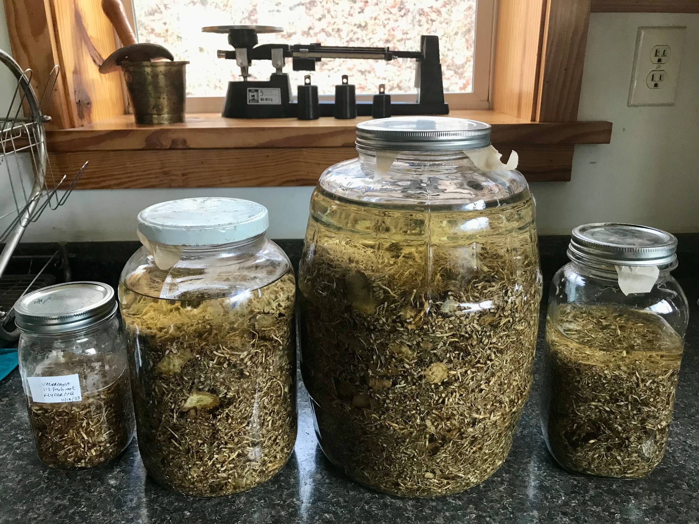 4 large quart to 3 gallon jars filled with chopped roots and a scale in the background