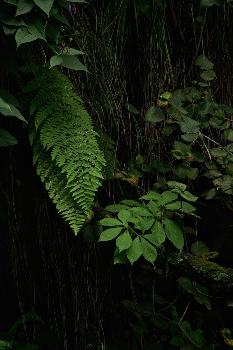 A lush green forest filled with lots of plants