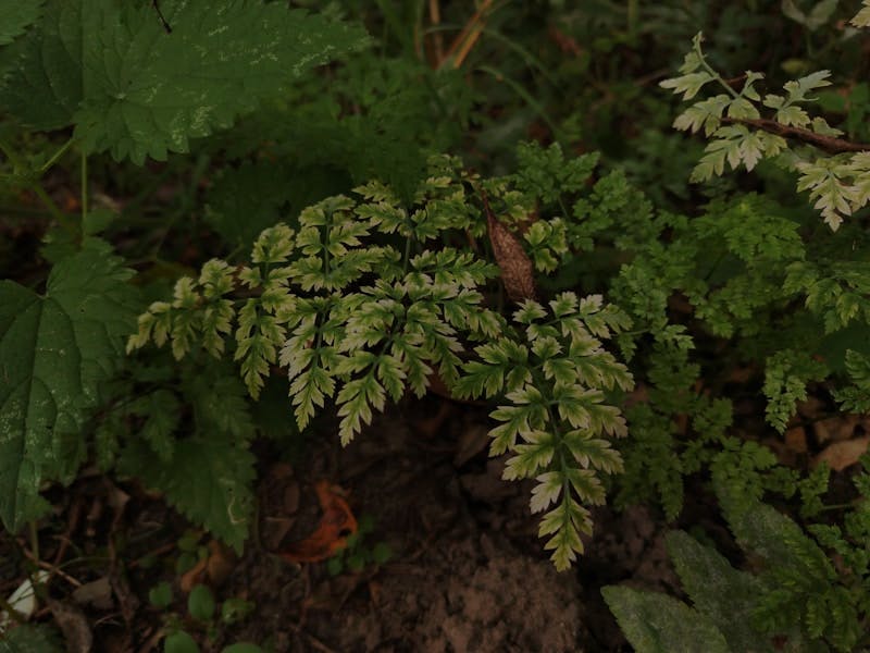 A close up of a green plant with leaves