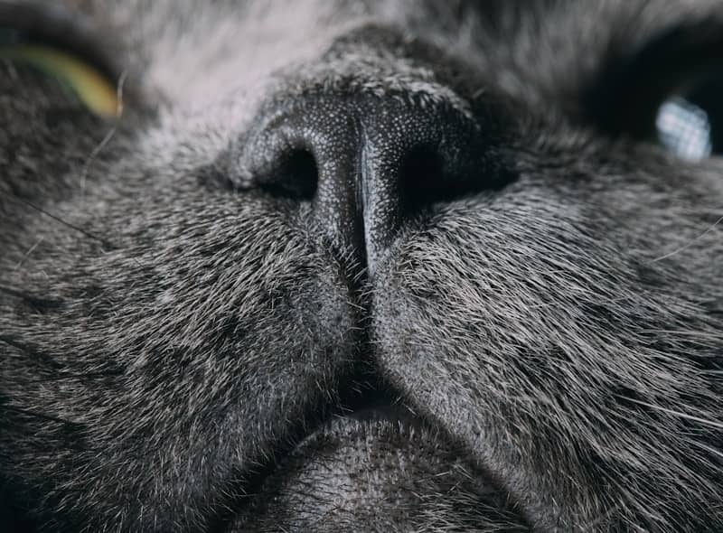 A cat's grey nose and textured fur.