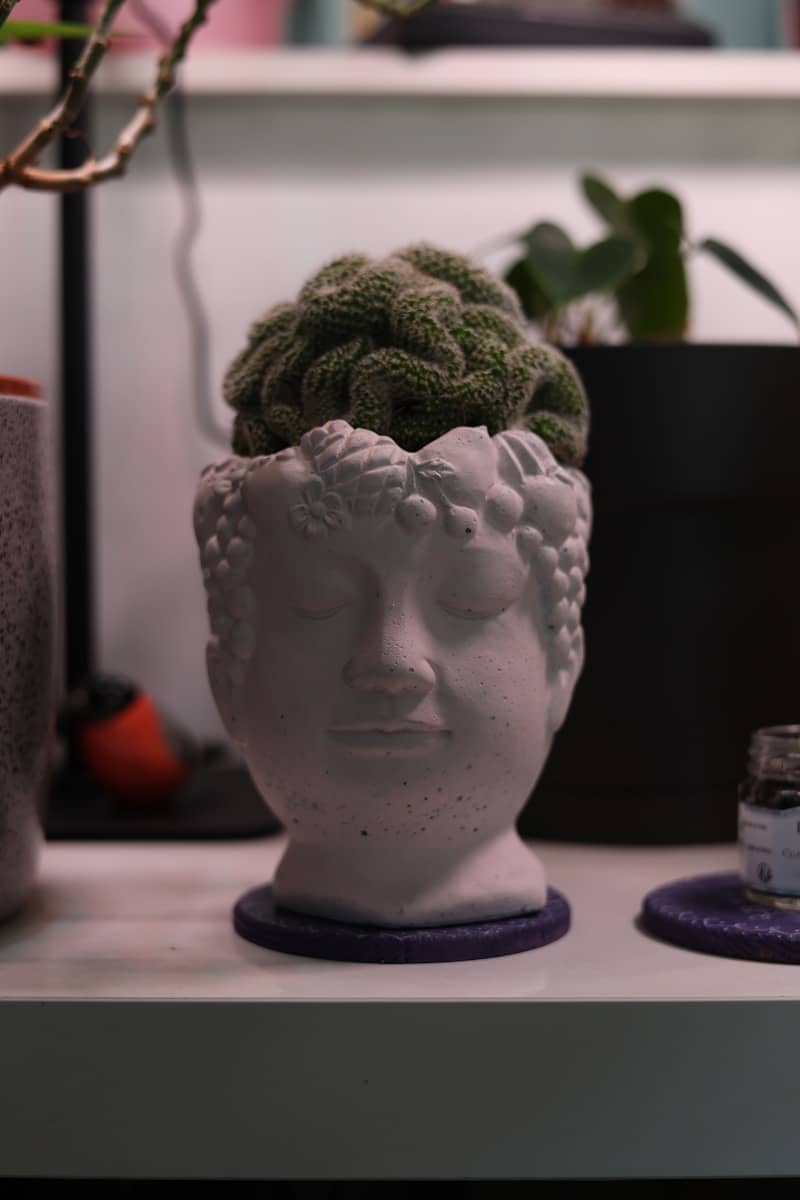 Textured green plant in a serene buddha head pot.