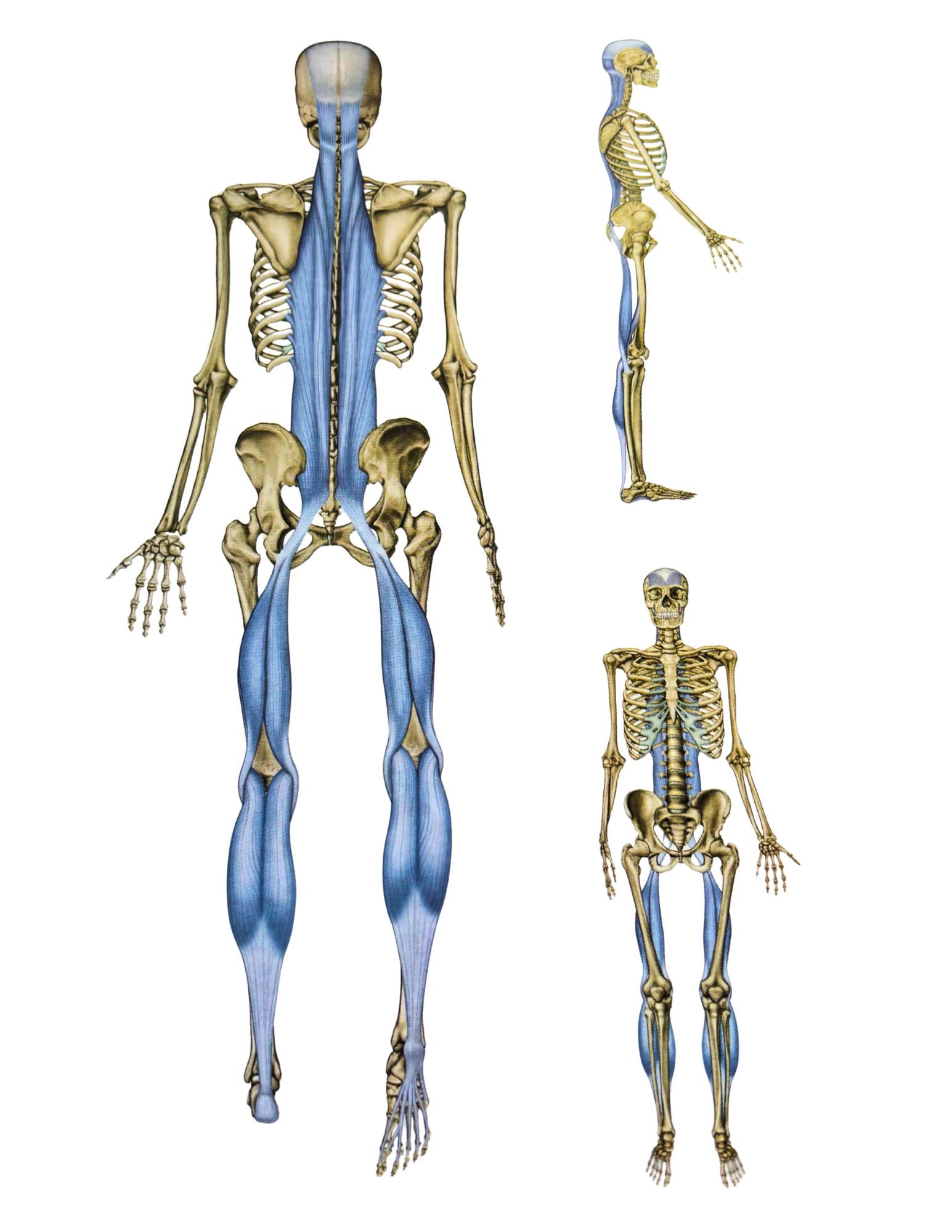 myofascial path from Tom Myers anatomy trains