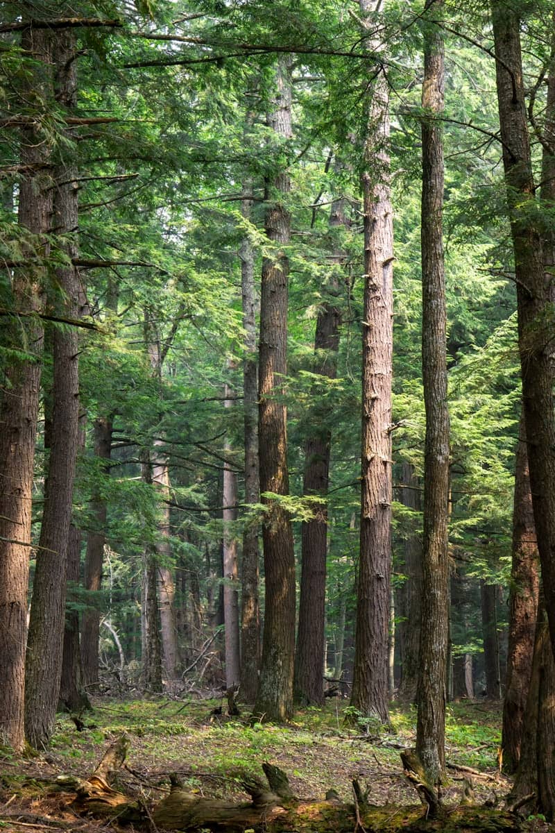 Tall green trees in a dense, sunlit forest.