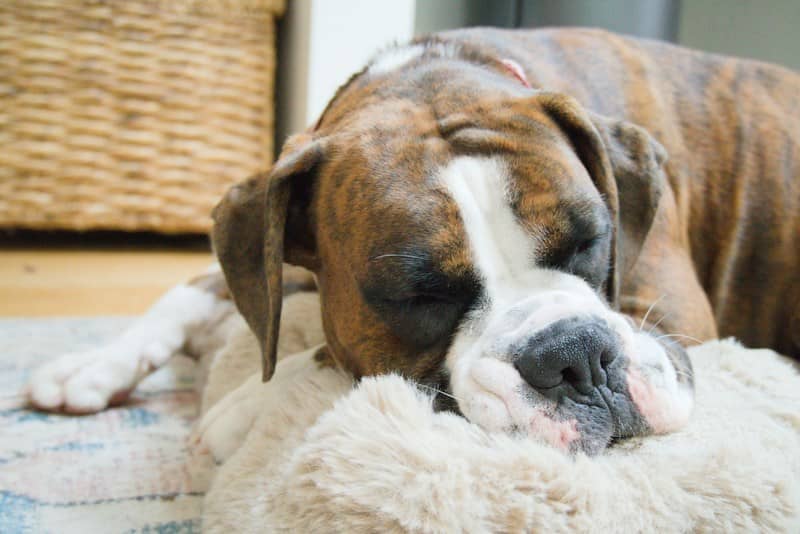 A brindle boxer dog sleeping on a plush beige cushion on the floor