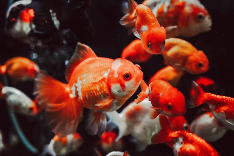 A school of vibrant orange and white goldfish swimming.
