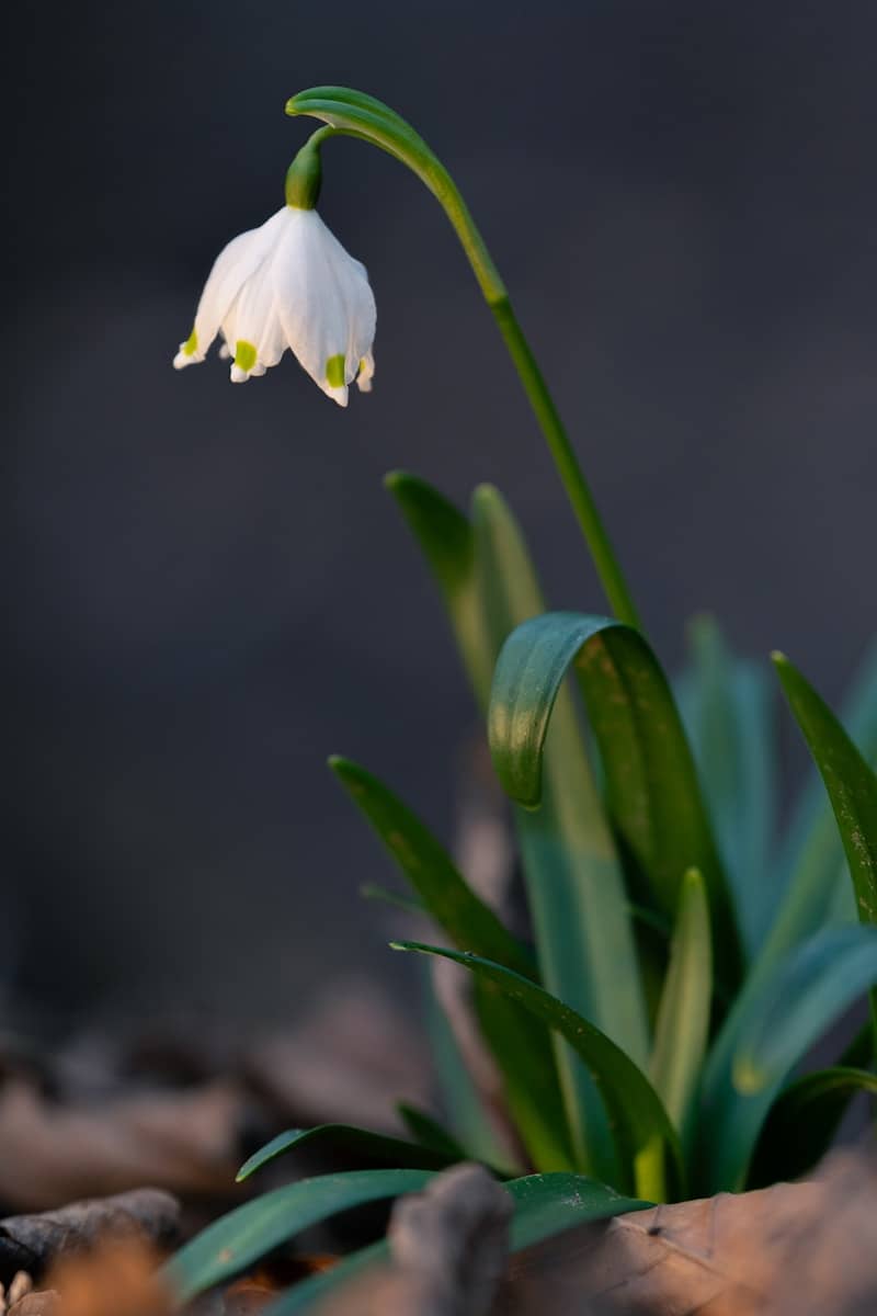 A single white flower is growing out of the ground