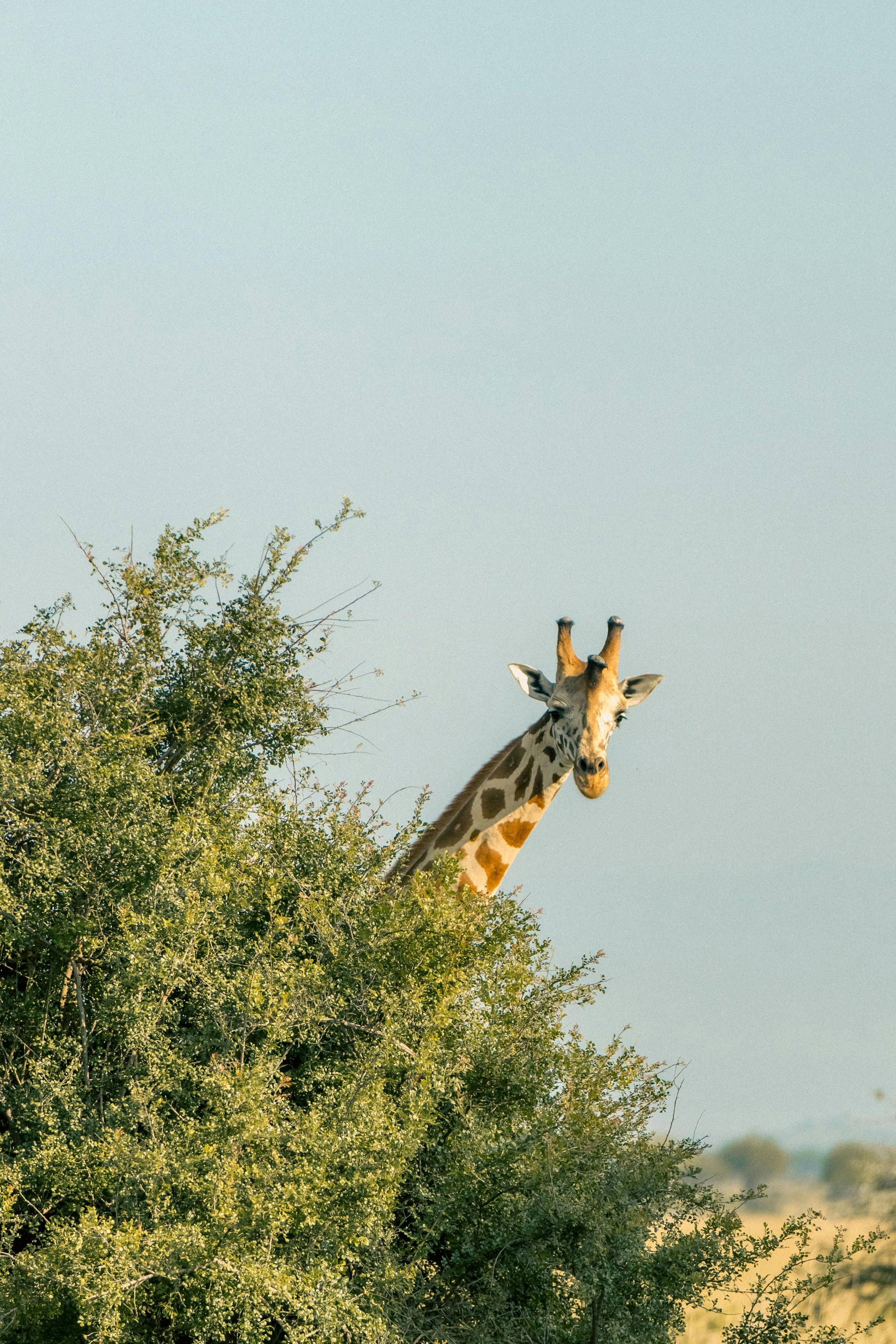 A giraffe looking curiously out from trees