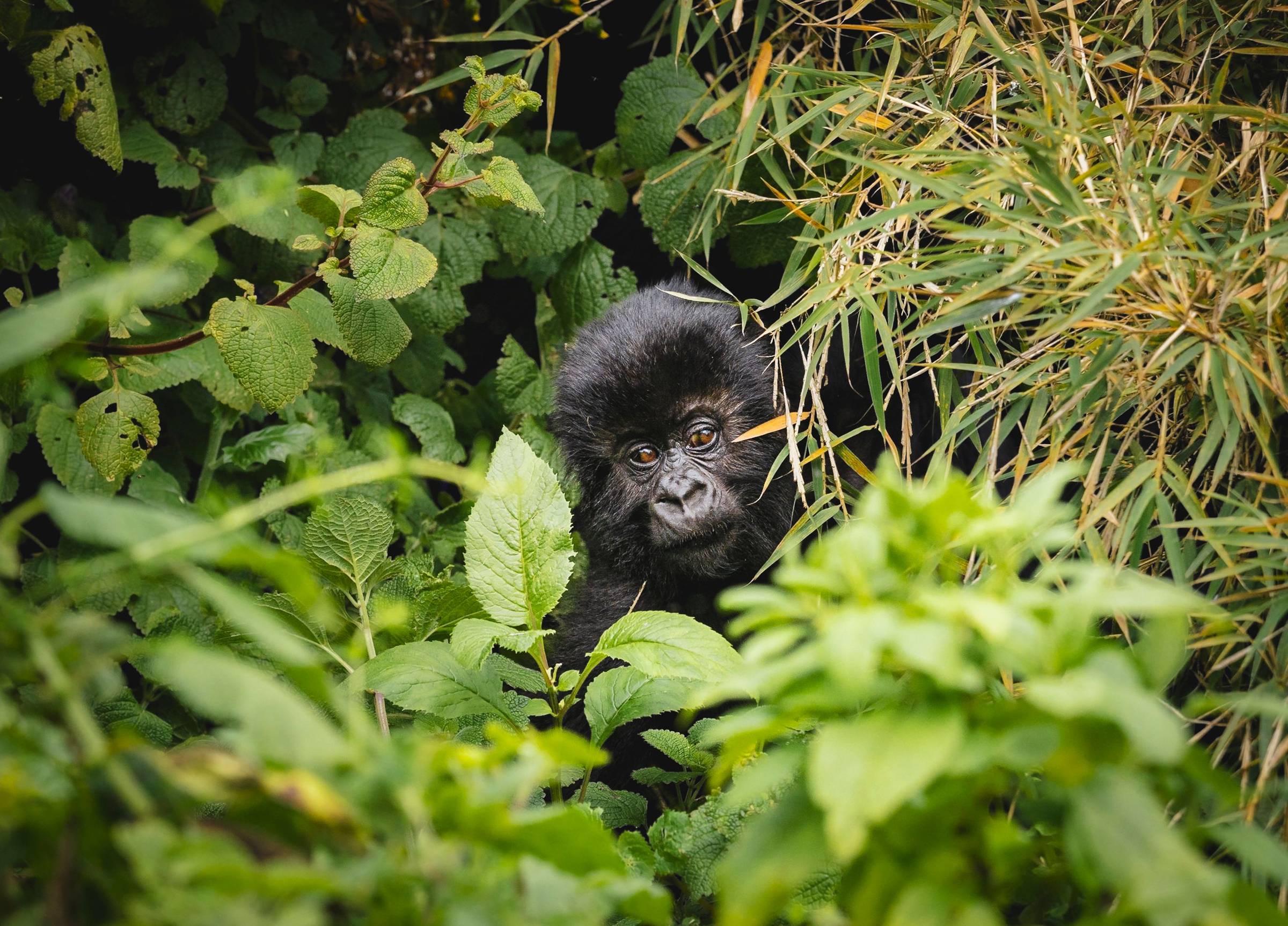 A baby forest gorilla in Uganda surrounded by greenery