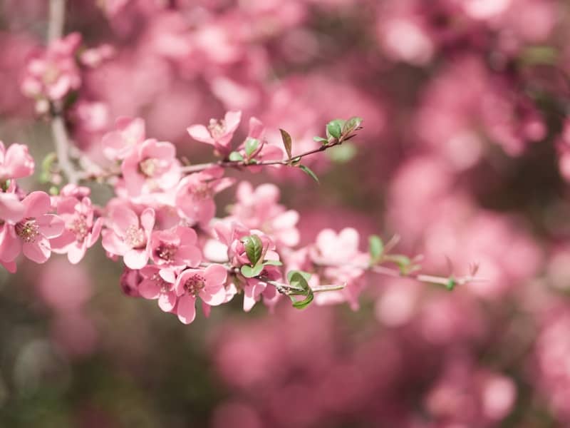 Pink blossoms bloom on a branch.