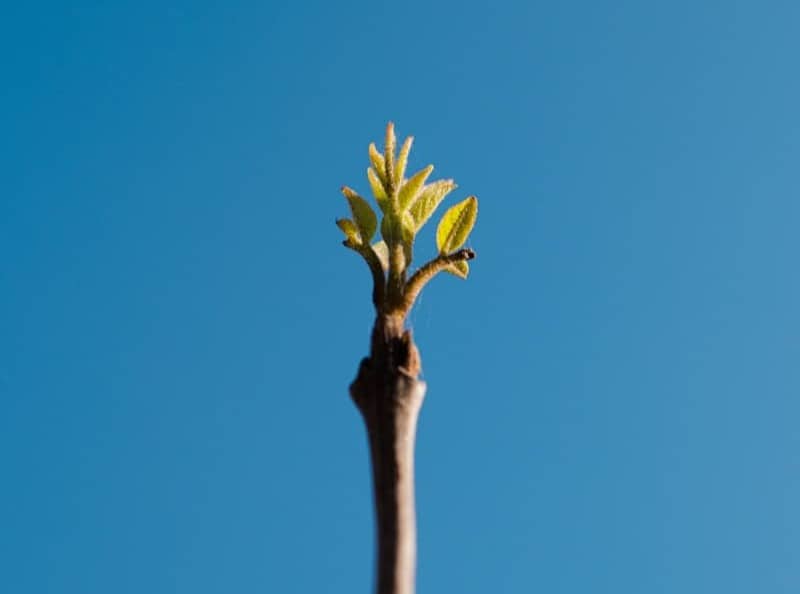 A budding branch against a clear blue sky