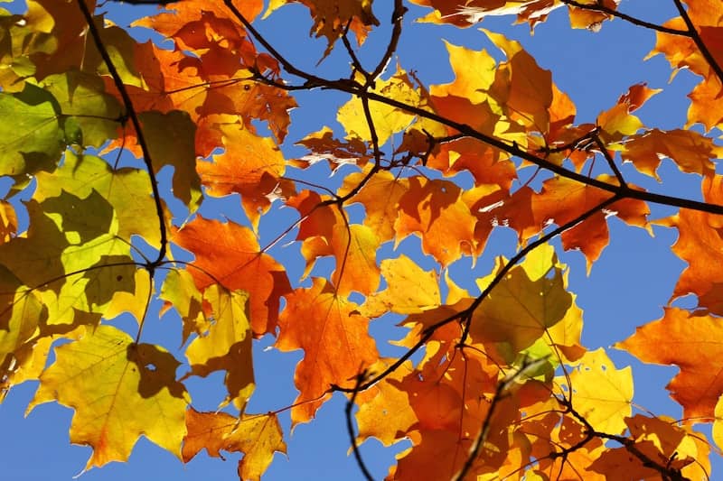 The leaves of a tree in autumn against a blue sky