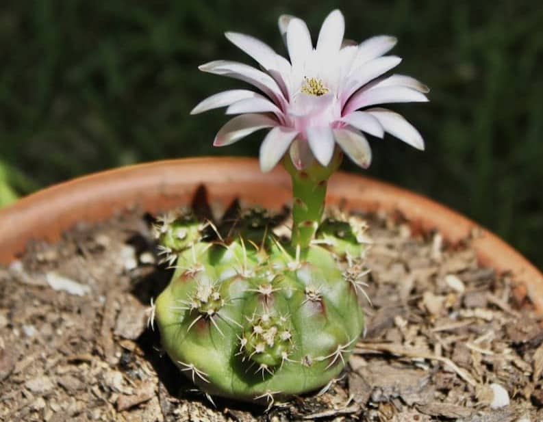 a small white flower sitting on top of a potted plant