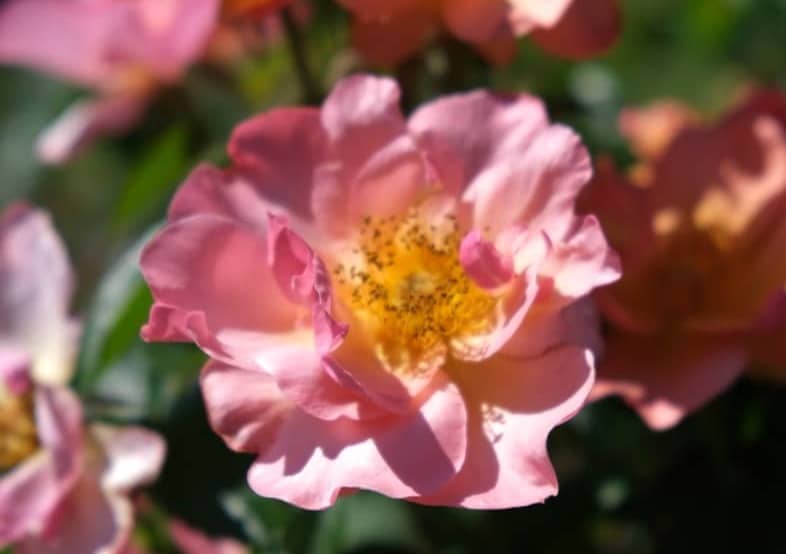 Beautiful pink roses in full bloom.