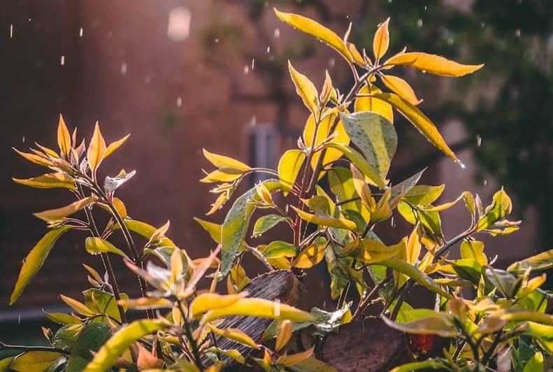 green and yellow leaves plant