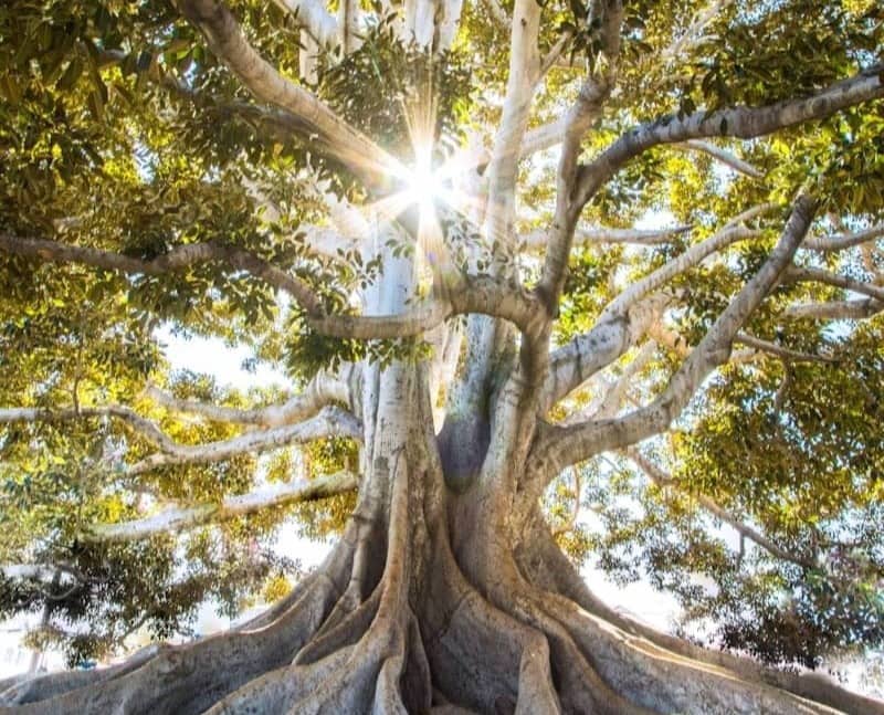 sun light passing through green leafed tree