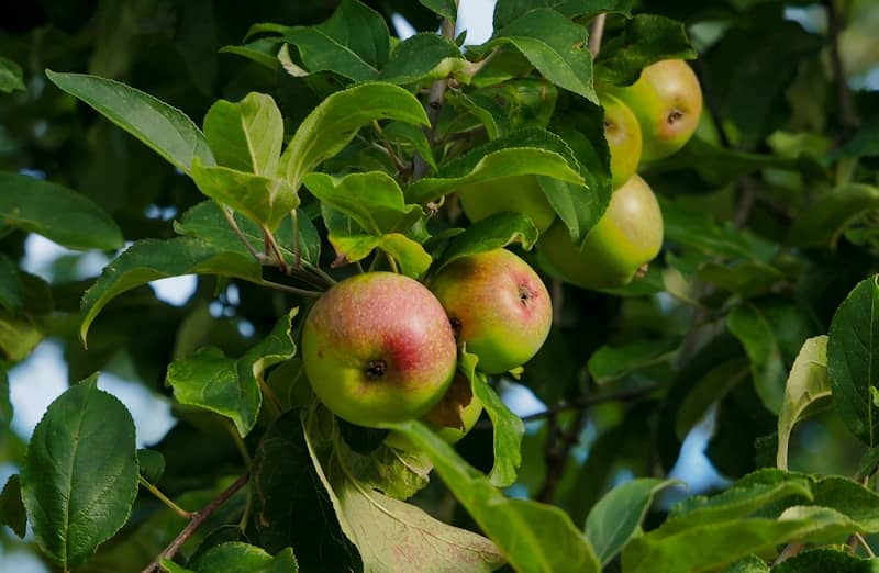 a couple of apples hanging from a tree