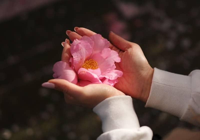 Hands holding a delicate pink camellia flower