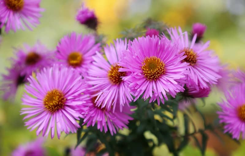 a group of pink flowers