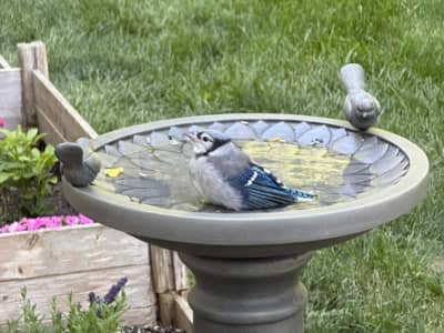Blue Jay fledgling in birdbath