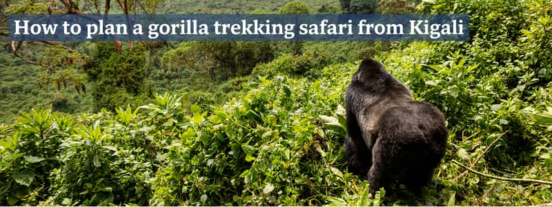 Gorilla overlooking Bwindi Impenetrable National Park in Uganda