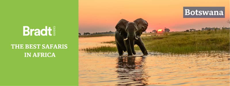 Elephant on the Chobe River in Botswana at sunset