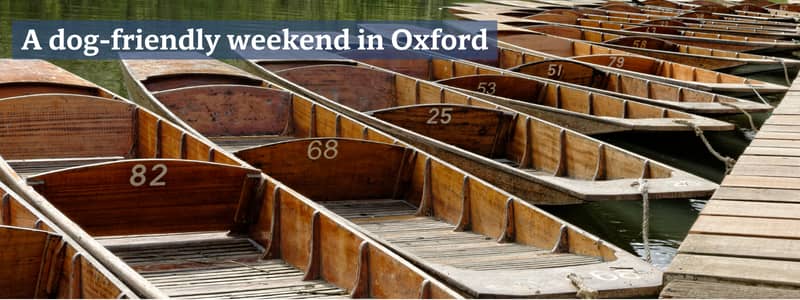 Punts on the river in Oxford