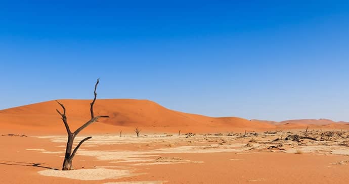 Lone tree in the Namib desert