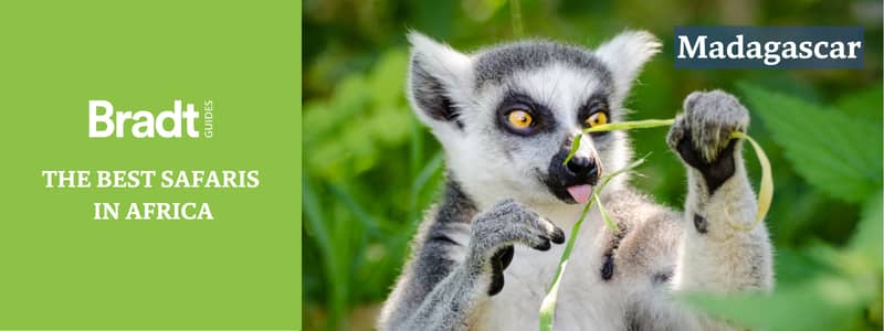 Lemur in the foliage in Madagascar