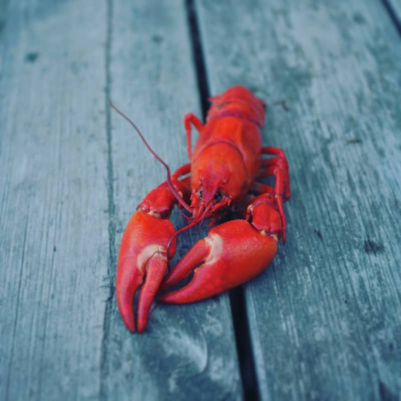 red lobster on grey wooden surface