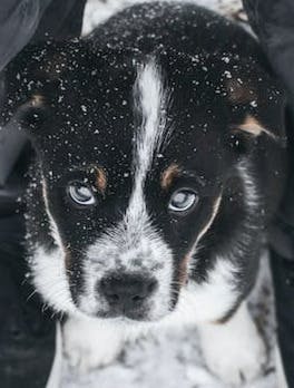 Sad Puppy Face