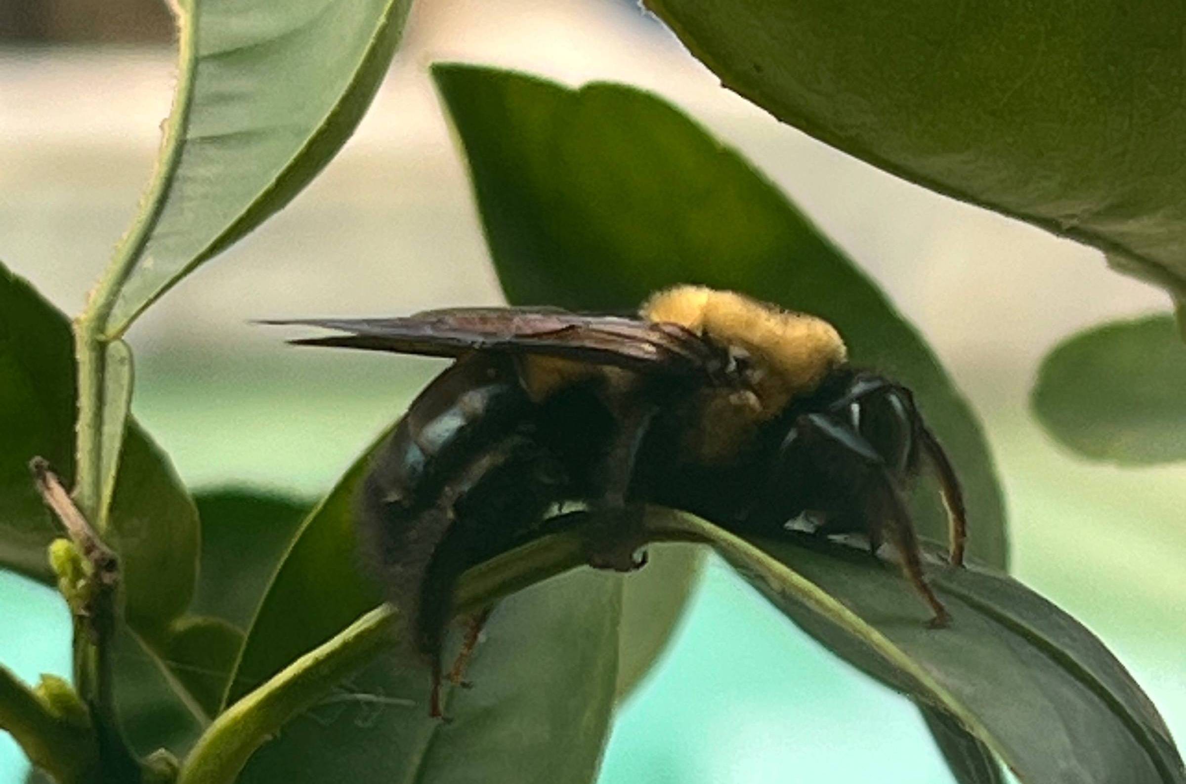 A bumblebee snoozing on a lemon tree leaf.