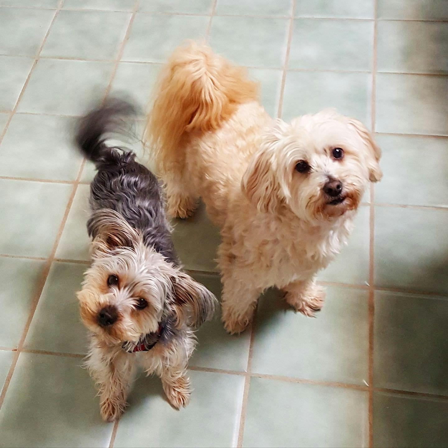 Neo and Jack after Mom says the magic word 😄

My little fartsmuckers 😅

Do your fur babies speak “people” too? 😂

#furbabychats
#yorkiemix 
#maltipoopal