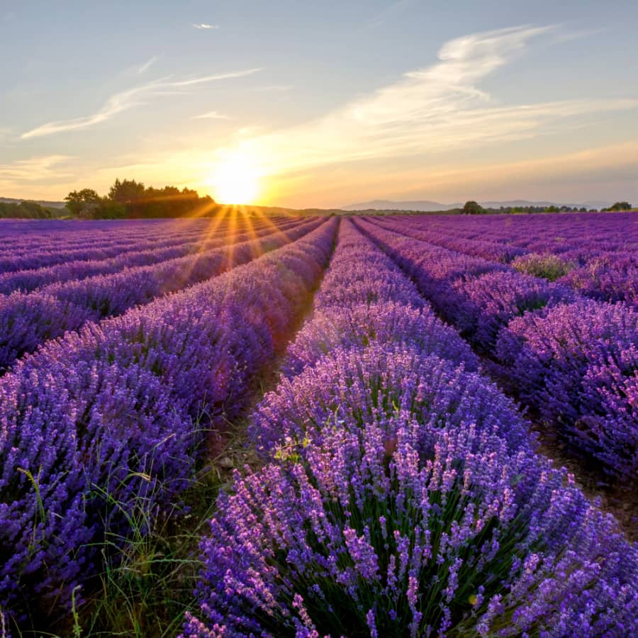 Lavender fields of Provence, France
