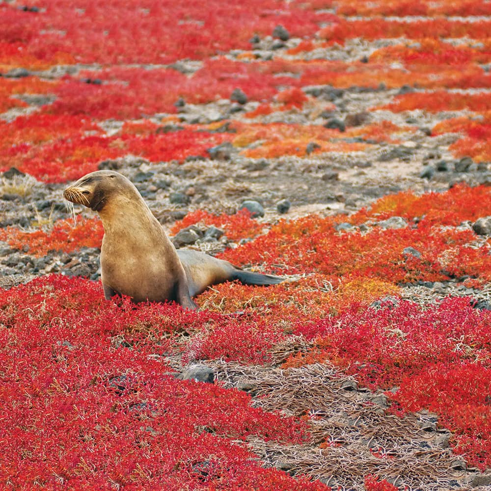 Sea lions