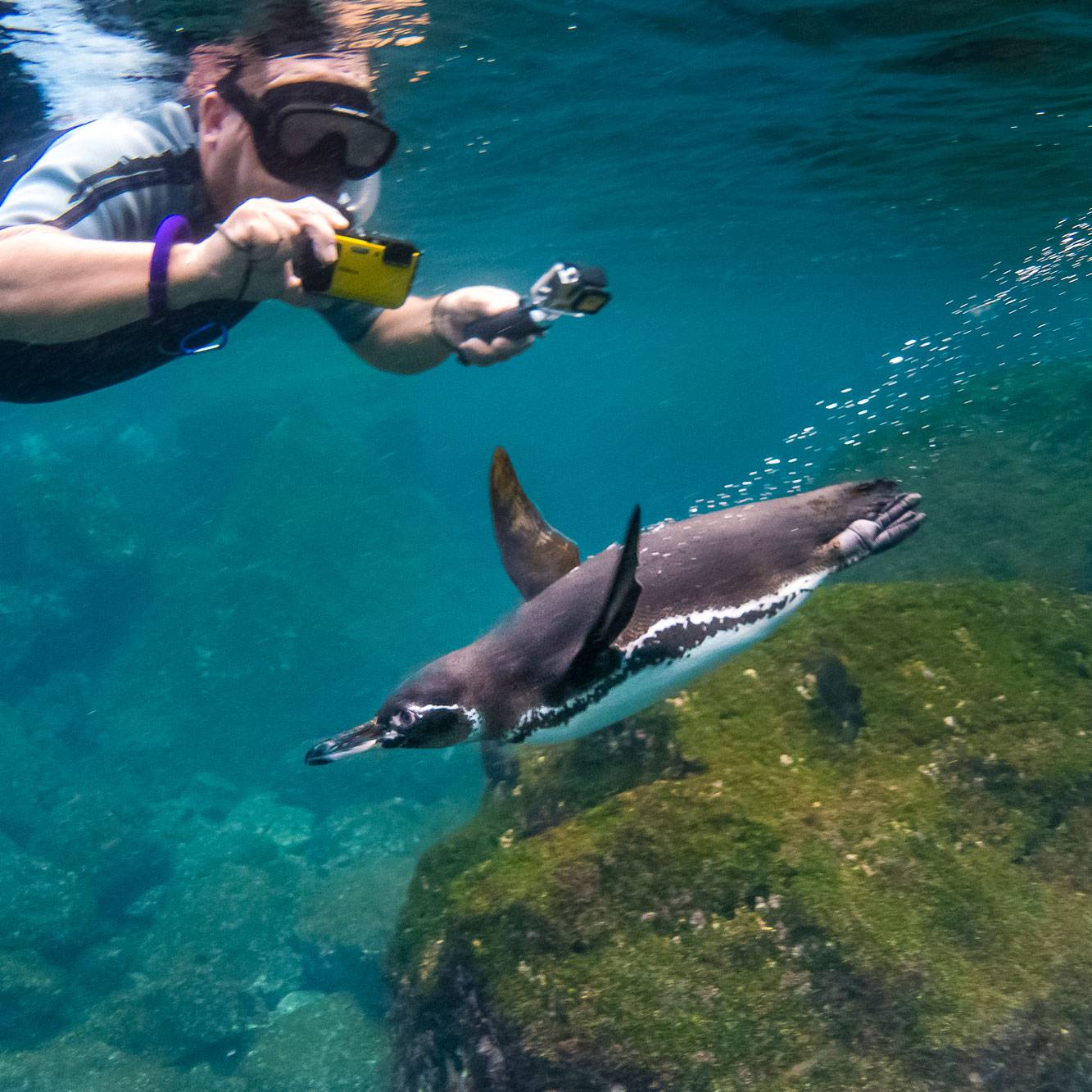 Snorkeling with sea lions