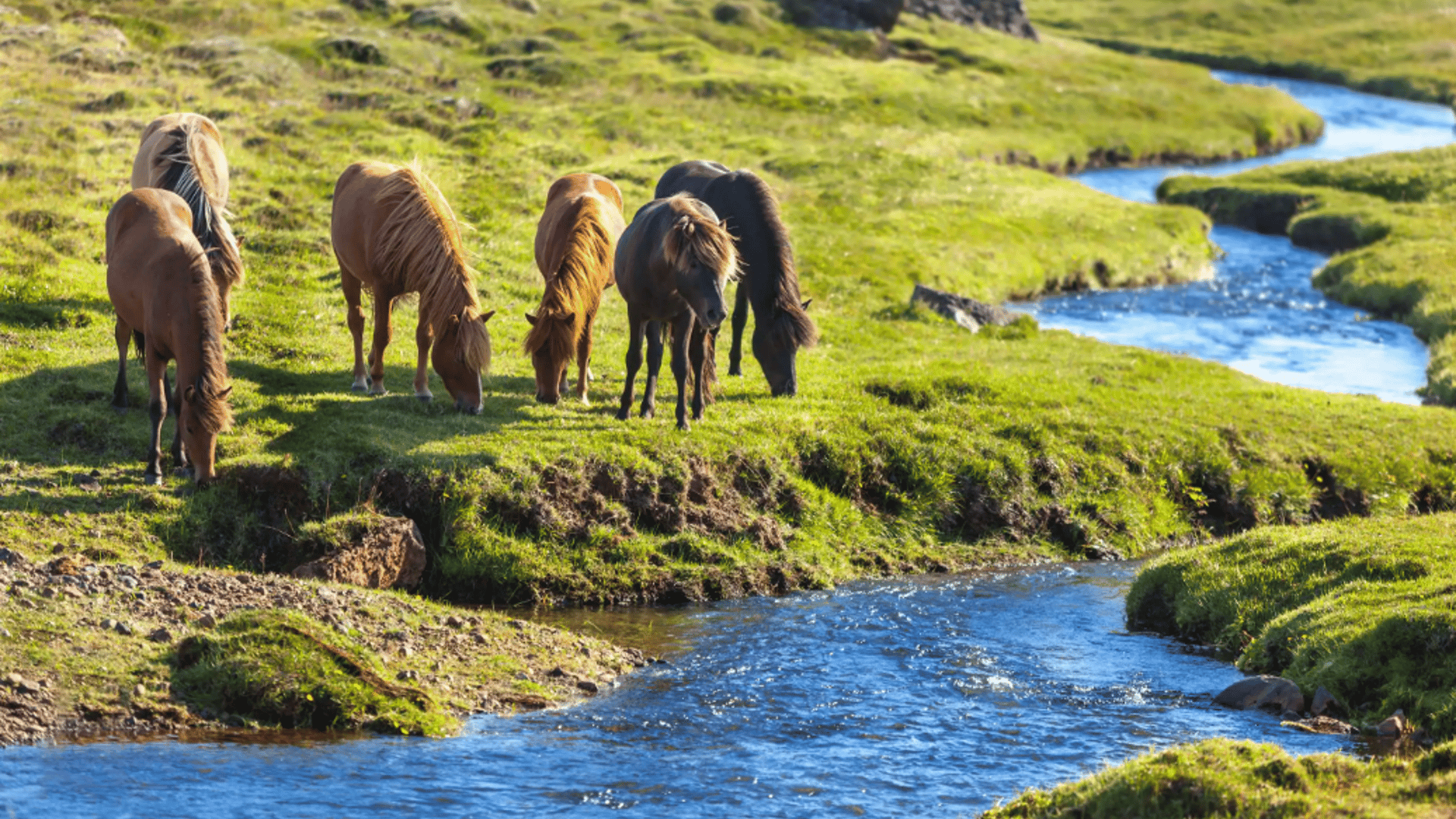 Icelandic Horses