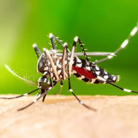 Aedes aegypti 
