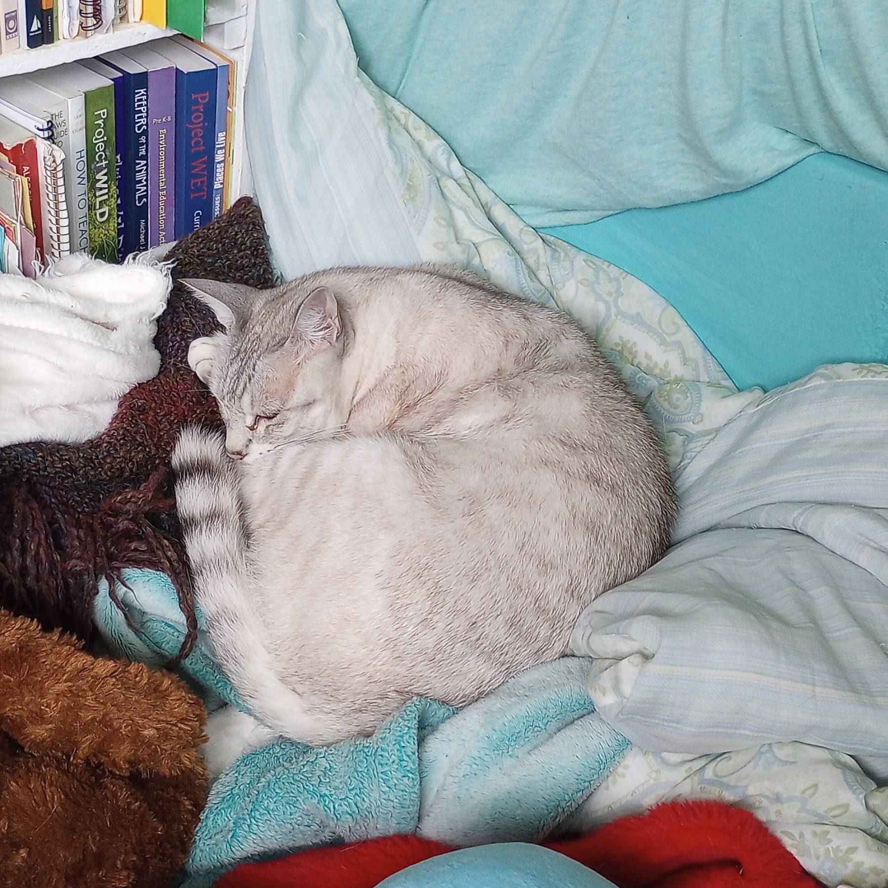 A photo of Rebecca's cat Ries, a white and gray lynx point tabby with a black striped tail, curled up adorably in a pile of blankets and plushies in front of a bookshelf that has environmental education books including "Project Wild" and "How to Teach Nat