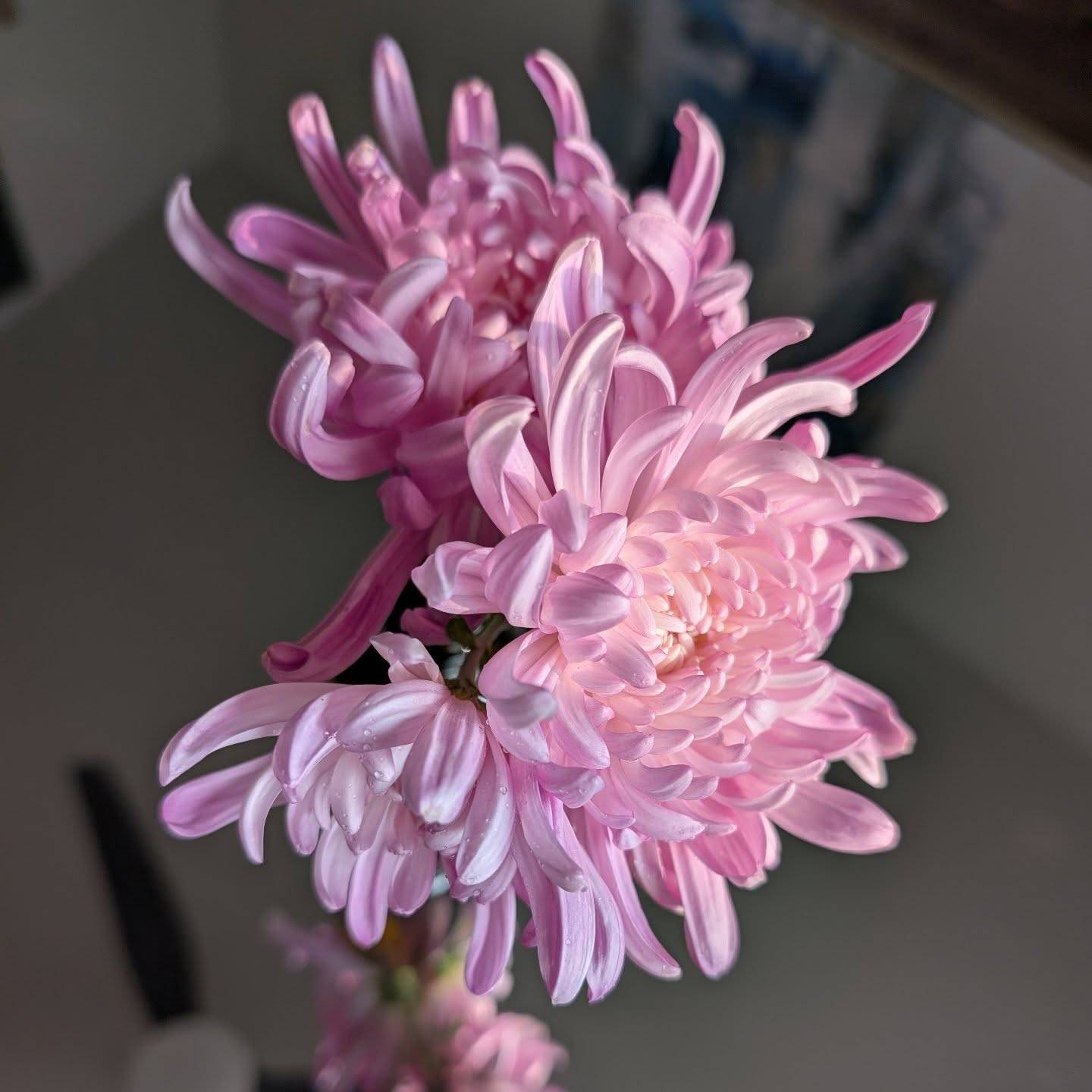 This may be one of the most beautiful things I've ever seen. Despite the difficulties of the last few months, I'm proud of what I'm building here.

I am incredibly excited to step into next year with 1000% more knowledge than I had when I decided to start my micro farm. My dedication to my community has been renewed and I'm more excited than ever to collaborate with other small business owners in the coming seasons. 

Enjoy this gorgeous chrysanthemum and have a better day 🖤