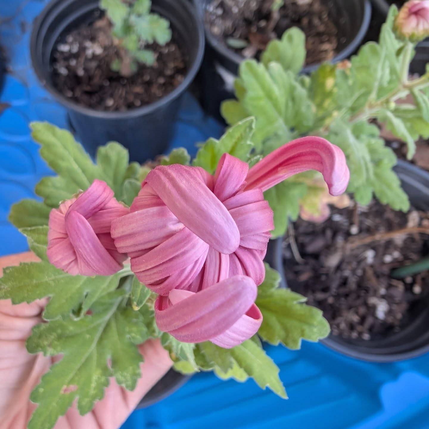 VERY excited about these. I actually won a giveaway from @3porchfarm and never posted about it to make sure I didn't kill off the fantastic cuttings they sent me 😅😅😅 

I had been on the fence about whether I should invest in heirloom chrysanthemums since this was my first season. The decision was made for me and while I didn't get a chance to pinch these since I received them at the end of June, they're growing very well and they will definitely give me a head start for next year.

The quality of the cuttings is excellent and I'll definitely be purchasing from them in the future. 😍😍😍