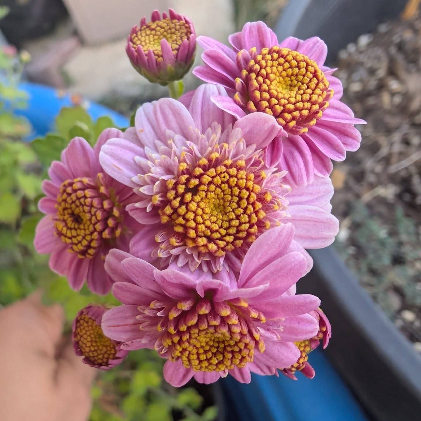 Happy small business Saturday!! 

I've been doing deep dives into local businesses and have gotten a lot of my holiday shopping done already! How about you?

Deciding to take it slow and not have things to sell this fall was part intentional decisions to catch up on everything I've learned this year.... And part poor planning lol. 

Choosing flowers as my foray into business means throwing aside the perfectionism while still having standards I'm determined to maintain. 

That being said......

*Announcement*

I will be offering limited First Pick Flower Club subscriptions for spring flowers. Registration will open December 21st. 

I'll add more details each week as we get closer to registration opening but the gist is: You're investing in 2 people. Your loved one (or you 💜) who will receive weekly farm fresh bouquets for the duration purchased, and me as a small business owner and specialty cut flower grower. 

I cannot WAIT to tell you more about it 😍🤩🥰

Shop local and have a fantastic weekend-🦊