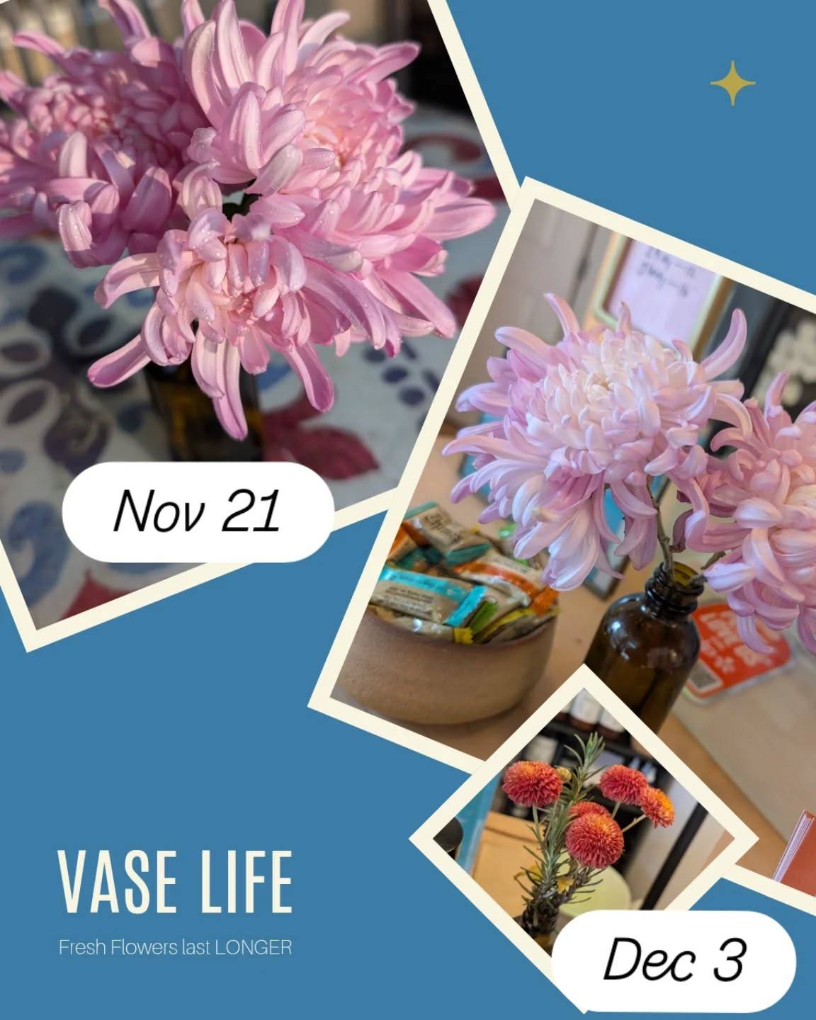 I know y'all are sick of these Kokka Hougiku mums but I'm NOT!! The same ones I posted before are STILL at my job in the reception area. 

I cannot express how fragrant and how much longer local flowers last. I cut some Mocha mum's today and you can let them from my cold dead hands 🤣🤣🤣🤣

No but seriously. In a world filled with STUFF, consider adding a sustainable, biodegradable sprinkle of love, joy and mental health to your rotation. Let's normalize giving flowers to everyone. 

First Pick Flower Club registration is opening Dec 21st! Limited spots for a weekly flower pickup (limited delivery spots available) for locally grown, farm fresh flowers. Your neighbor (that's me) grows everything by hand for you and your loved ones. Consider adding me AND other nearby flower farms to your 2026 rotation 😘

.

.

#localflowers #localbusiness #kyletx #womanownedbusinesses #womeninbiz