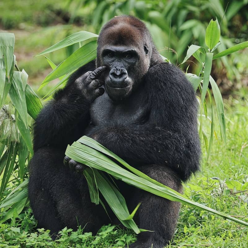 A gorilla sits in grass holding green leaves.