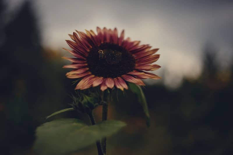 A single sunflower with dark petals in a field.