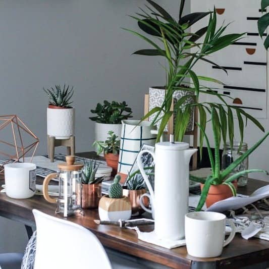 green leafed plant lot on brown wooden table