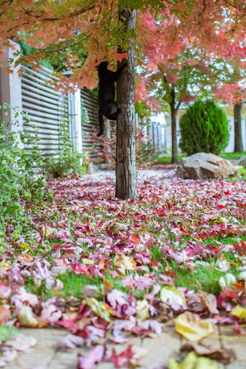 A black cat climbs a tree in autumn