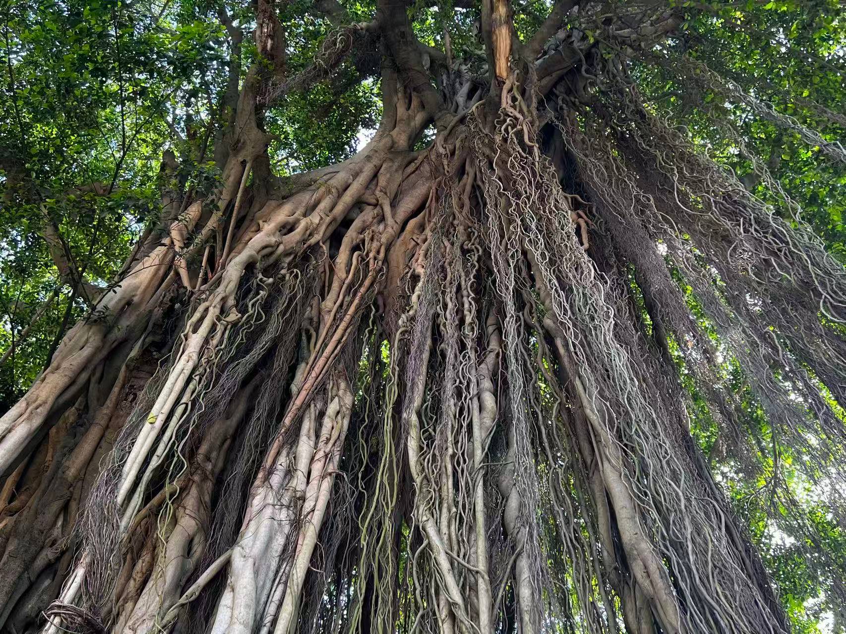 The Incredible Banyan Tree - ?? - I.M.He