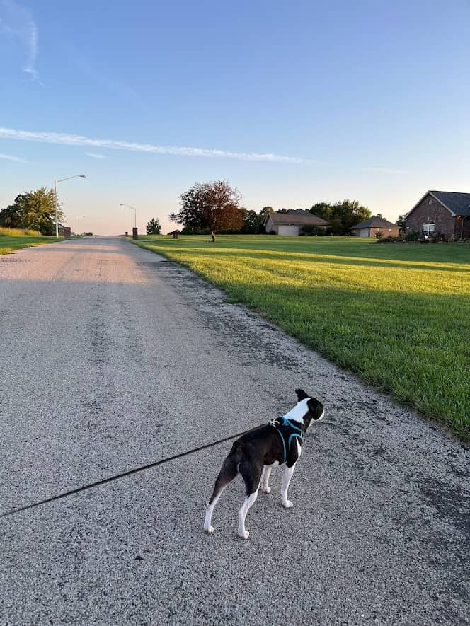 boston terrier on a walk